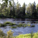 Kiiminkijoen veden laatu halutaan palauttaa entiseen loistoonsa.