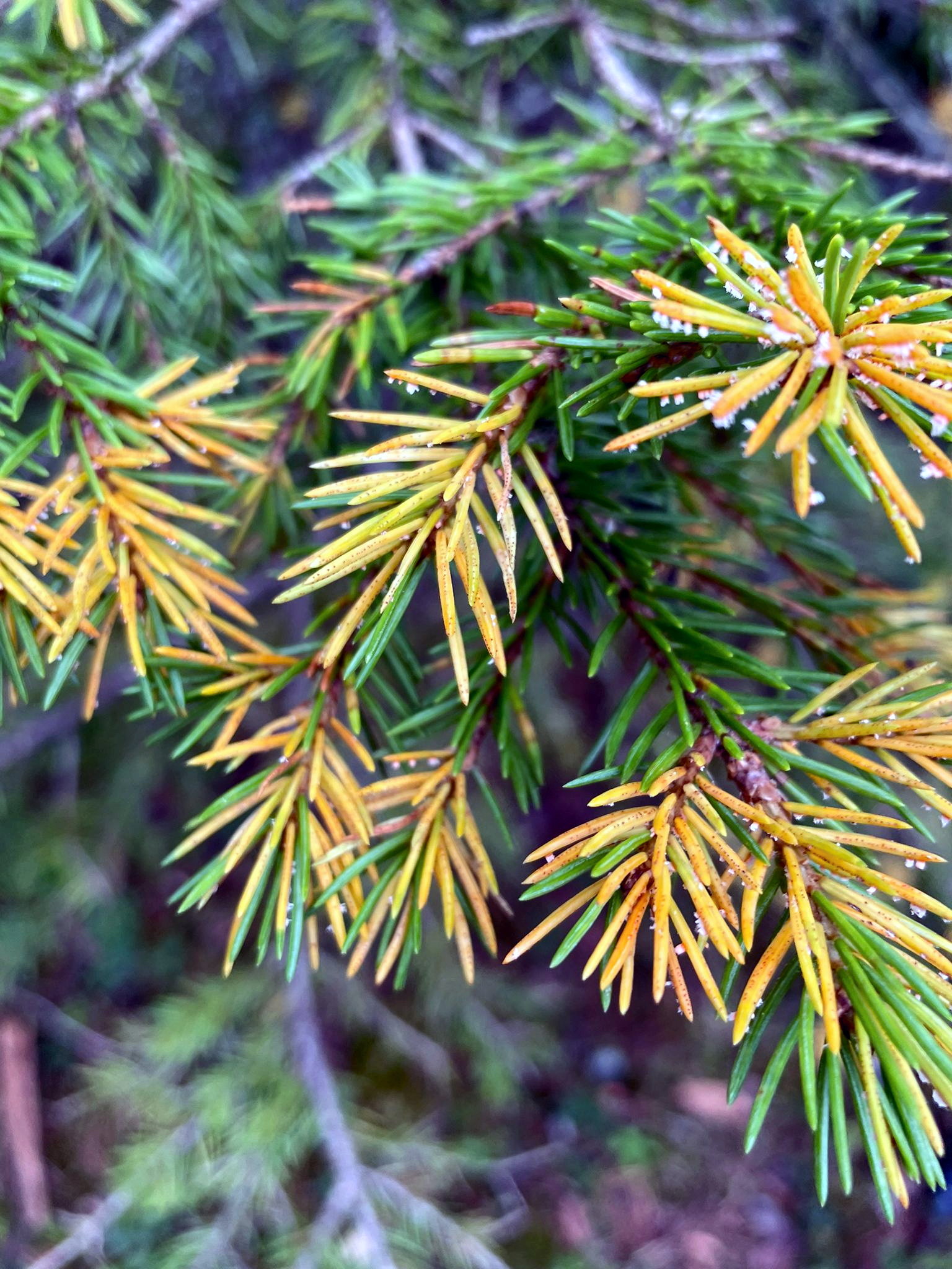 Kuusen suopursuruoste kellastuttaa kuusia ja värjää vesiä - Rantapohja