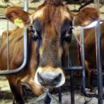 Meijerit ovat nostaneet maidon tuottajahintoja, mutta se ei kuitenkaan auta tiloja riittävästi kohonneiden kustannusten edessä. Kuvassa on jersey-rotuinen lehmä. Ne ovat Suomessa pääosin risteymiä muiden rotujen kanssa, ja niitä pidetään erittäin tuottoisina lehminä.