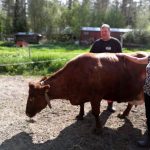 Oijoi oli Mäkipaasojen viimeinen suomenkarjaan kuuluva lehmä. Se on toinen Suomessa yli 150 tonnia maitoa koskaan tuottanut suomenkarjan edustaja. (Kuva: Mäkipaasojen kotialbumi)