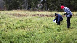 Pentti Runtin istuttamat kuusentaimet ovat selvinneet ensimmäisestä kesästään hyvin, sillä maanomistaja on käyttänyt runsaasti aikaa niistä huolehtiakseen muun muassa myrkyttämällä rikkaruohoja ja poistamalla niitä siimaleikkurilla. Luonnonvarakeskuksen Lasse Aro ja Metsäkeskuksen Eeva-Liisa Repo tutkiskelevat taimia, ja toteavat, että kuusi on Pohjois-Pohjanmaalla paras puulaji metsitykseen. (Kuva: Teea Tunturi)