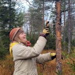 Johanna Riepula karsii patorakenteeksi kaadettavaa puuta.