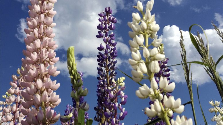 Haitallisista vieraslajeista tunnetuimmiksi ovat Suomessa tulleet kuvan lupiini sekä kurtturuusu, jättipalsami ja jättiputki.