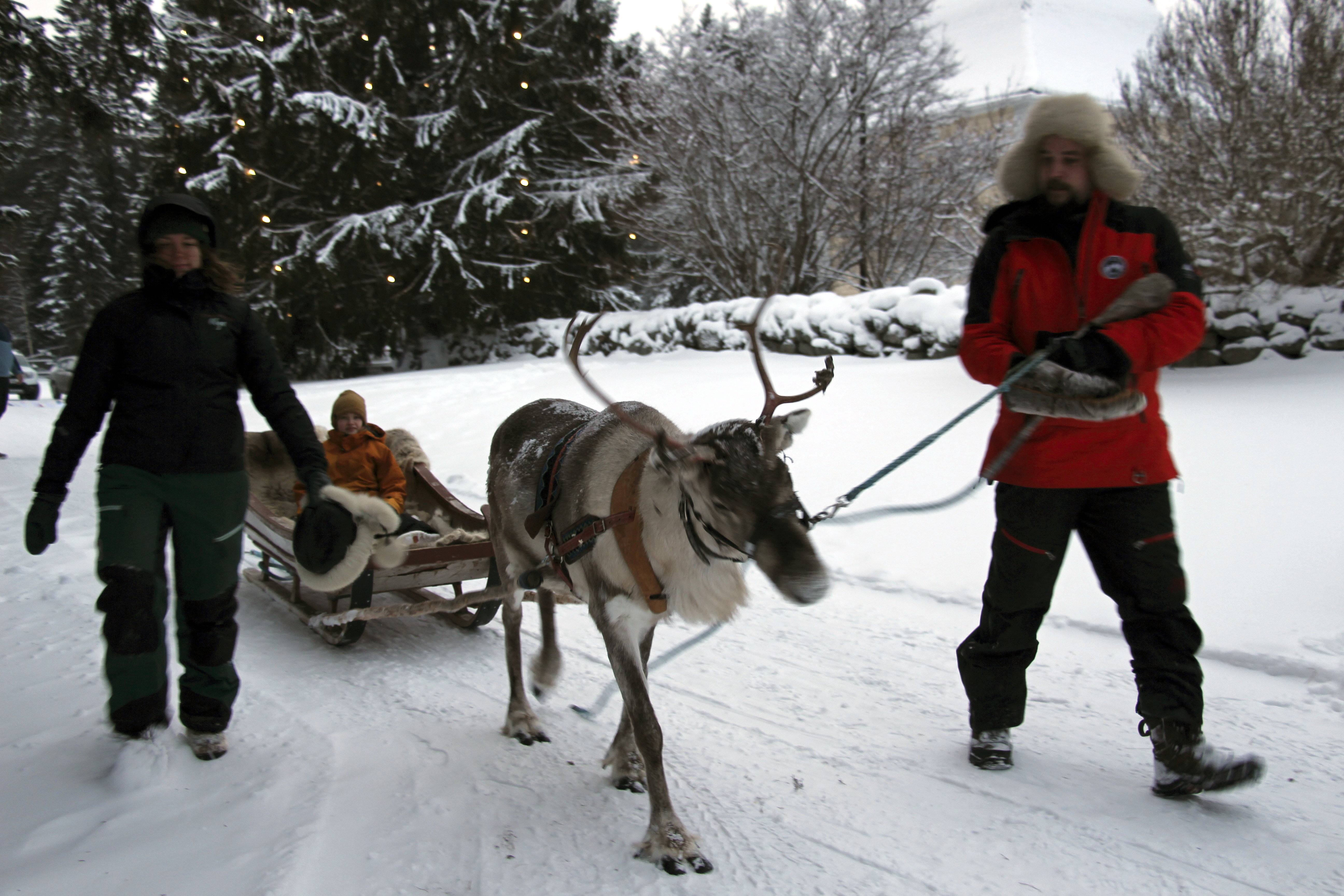 Emmi pääsi poroajelulle kirkkorannassa.