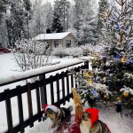 Koiratontut osallistuivat joulukorttikuvan ottoon. Kuva: Matti Vilmi, Ii