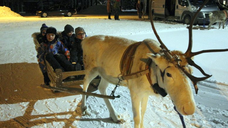 Petteri, Ilari, Ville ja Kalle Littow pääsivät poroajelulle Ylikiimingin joulupolku-tapahtumassa.