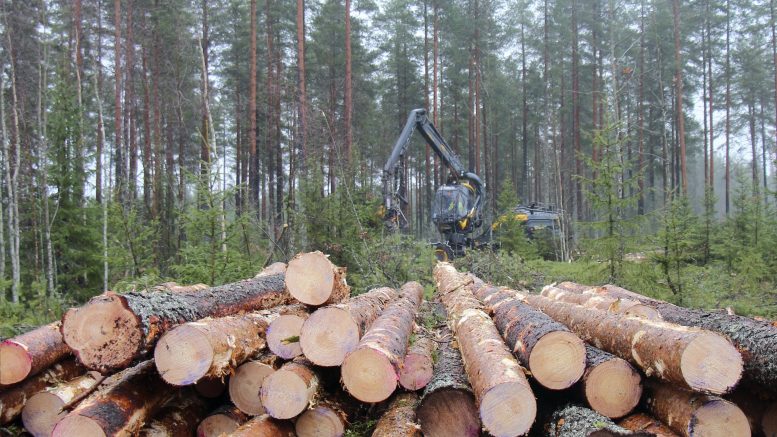 UPM vahvistaa kotimaisen puun hankintaa laajentamalla toimintaansa Pohjois-Suomessa. (Arkistokuva: Teea Tunturi)