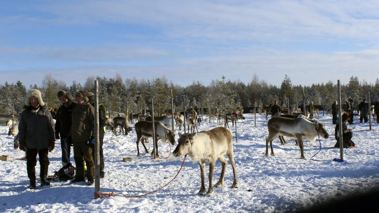 Kilpaporoja oli saapunut Nuorittan Porocup-osakilpailuun kaikkialta pohjoisesta Suomesta.