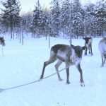 Saarisuon laidalla on jo kyläläisten nuoria poroja, joita aiotaan vielä talkoopäivän päätteeksi juoksuttaa kilpauralla.