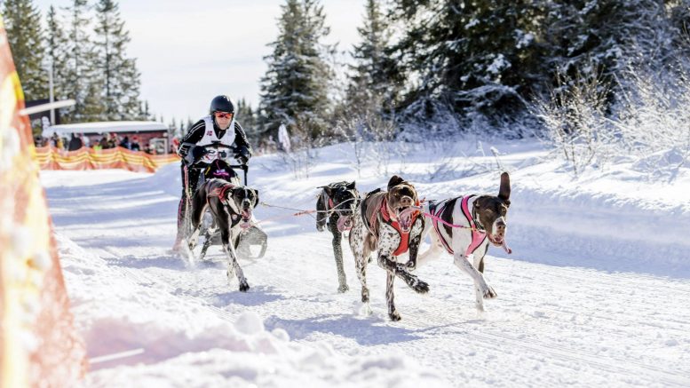 Tiina Hakala suuntaa seuraavaksi kohti valjakkoajon MM-kisoja. Kuva: Tiina Hakalan kotialbumi