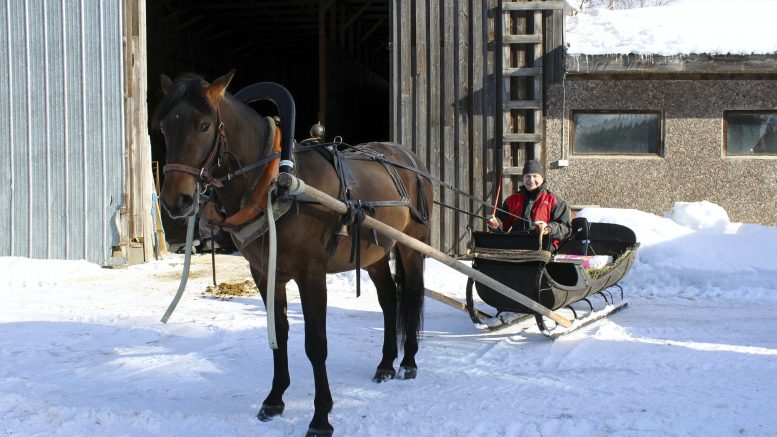 Viimeisin hankinta Jouni Uusitalon vanhojen menopelien osastolle on Kiteeltä haettu ajo- eli kirkkoreki. Kotimatkalla ohikulkijatkin kääntyivät katsomaan peräkärryssä matkustavaa hienoutta.