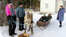 Avoimien ovien päivän ohjelmassa oli poroajelua. Pirkitta Jussila luotsasi Börje-poroa, joka on hänen veljensä Jari Jussilan porotilalta Iin Jakkukylässä. Vierellä apuna Eino Leskelä Ylikiimingistä. Reen kyytiin hyppäsivät Ritva Peltoniemi ja Nuutti Juurikka, oikealla Birgit Tyykiluoto.