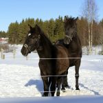 Hennylän Helmin vatsassa on tilan uusin tulokas, joka syntyy vapun tienolla. Viime vuoden varsa Puistolan Virma (edessä) on emänsä tapaan tummanruunikko.