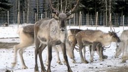 Myös tuulivoimarakentamisen vaikutuksia porotalouteen selvitetään Luken ja tuulivoimayhtiöiden hankkeessa.