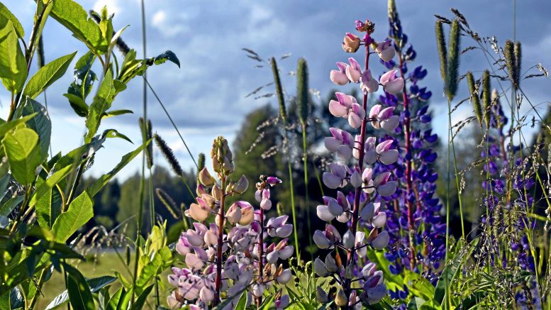 Iiläisiä herätellään vieraslajien torjuntaan jo hyvissä ajoin ensi torstaina järjestettävän tapahtuman muodossa. Kuvassa haitalliseksi vieraslajiksi luokiteltu komealupiini. Kuva Rantapohjan arkisto / Terhi Ojala