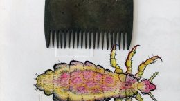 Kuvassa täikampa ryytimaan mullasta poimittuna sekä päätäi, Pediculus humanus capitis, pituus 2 mm, 40-kertaisesti suurennettuna. (Kuva: Eino Mikkonen)