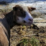 Maisemanhoidon ammattilainen, Elli-lammas sai nimensä tilan alkuaikojen omistajalta, leskirouva Elliltä.