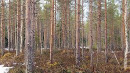 Kuvassa on muutamia vuosikymmeniä sitten ojitettu suometsä, jonne vajaat kolme vuotta sitten on tehty kemera-lain mukainen nuoren metsän kunnostus.