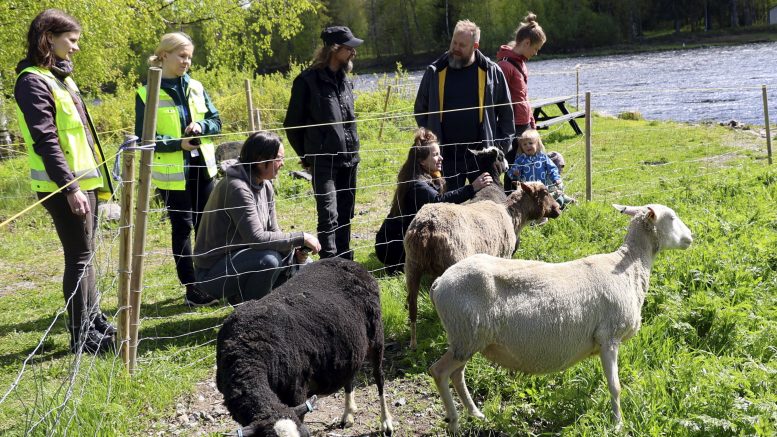 Lampaat kesälaitumelle! Neljä lammasta Haipuksen lammastilalta Kiimingistä tuli jälleen Asemakylälle Kiiminkijoen varrelle. Työmaana niillä on maisemanhoitotyöt. Aitauksen vierellä Jaana Koivisto ja Kaisa Säkkinen Oulu Infra liikelaitoksesta, lampurit Kari ja Kati Haipus Kiimingistä ja Asemakylän kyläyhdistyksen ja hoitoringin väkeä Kai Plaketti, Kirsi Koivukangas, Aino Rapala ja lapset Eeli ja Hilma.