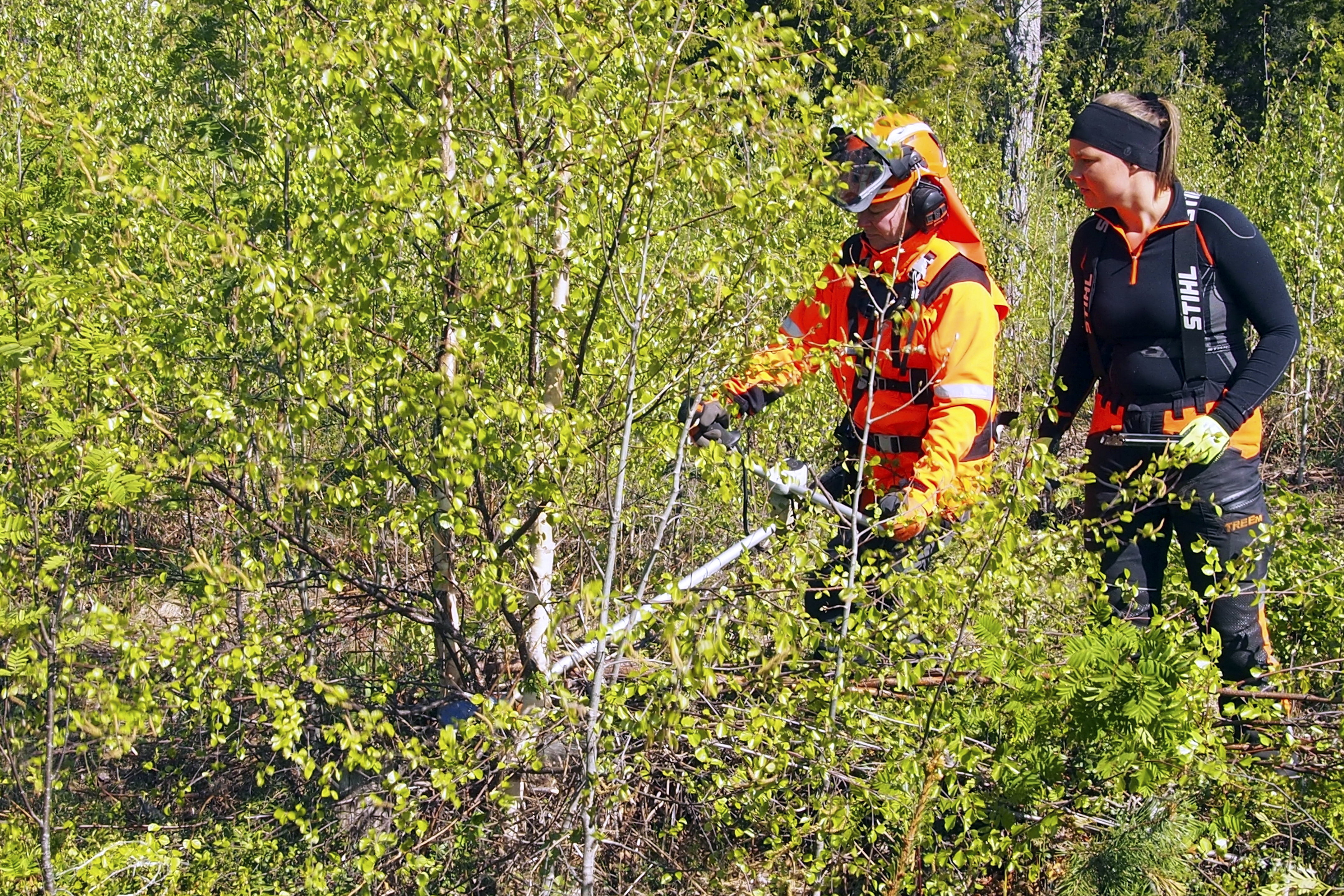 Sahan puikoissa kurssilainen Maaret Veijo, opastamassa Ella Hautaviita. Raivattava alue ei ollut kasvustoltaan helpoimmasta päästä, joten sahaaminen vaati pohdintaa. Monelle kurssilaiselle tuli yllätyksenä se, että alueelta poistettiin pisimmiksi ehtineet koivut. Syyksi selvisi, että koivut kasvaessaan varjostavat havupuita, joita alueella on tarkoitus pääasiallisesti saada kasvamaan.