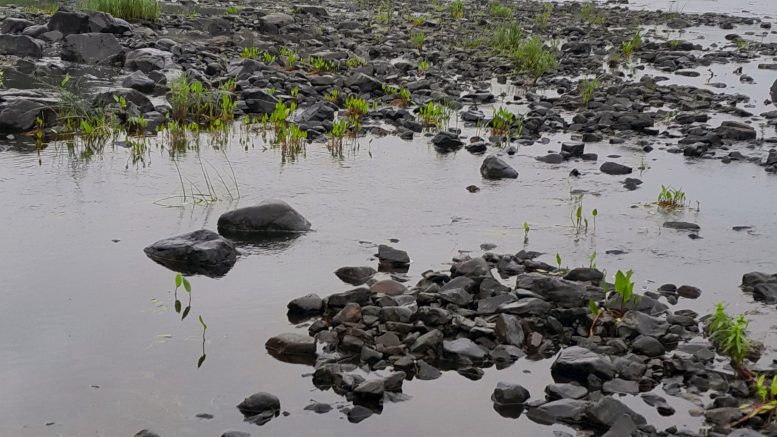 Sämppikoskea kunnostetaan lähiaikoina. Kuva: Pasi Haapakangas