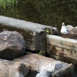 Parhaimmat hetket kesällä muodostuvat hyvän seuran kanssa ja ympäristöä ihailemassa. Nappasin kyseisen kuvan ulkoillessani kaveriporukan kanssa. Kuva: Joel Virta