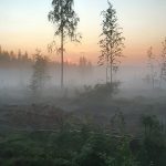 Kuva on otettu Ylikiimingin Nuijamiesten lavan tansseissa palatessa. Oli jo auringon nousun aika, ja ilmassa oli kosteutta niin, että paikoitellen oli sumua. Kuvassa hakkuu-aukea. Kuva: Tarja Komulainen, Kello
