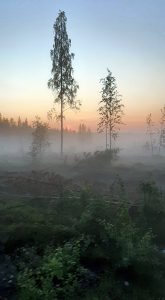 Kuva on otettu Ylikiimingin Nuijamiesten lavan tansseissa palatessa. Oli jo auringon nousun aika, ja ilmassa oli kosteutta niin, että paikoitellen oli sumua. Kuvassa hakkuu-aukea. Kuva: Tarja Komulainen, Kello