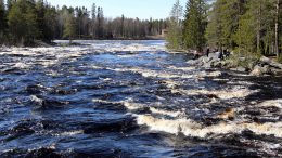 Kiiminkijoen vesistö kiittää turvetuotannon päätyttyä. Pentti Marttila-Tornio kertoo, että Kiiminkijoen veden laatu on nyt niin hyvälllä tasolla, että sellaista ei ole nähty sitten 1980-luvun alkuvuosien. Kunnostustoimille on kuitenkin vielä runsaasti tarvetta, jotta joki saataisiin palautettua takaisin entisaikojen lohijoeksi. Kun Oulun kaupunki ei lähde omarahoitusosuutta JTF-rahoituksen turvin toteutettavalle hankkeelle hakemaan, on toimijoiden ainoana toivona Marttila-Tornion mukaan Maakuntaliitto, josta toivotaan vielä löytyvän apua rahoituksen saamiselle. (Arkistokuva: Teea Tunturi)