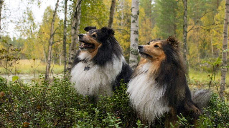 Shetlanninlammaskoirat Pablo ja Diego ovat saaneet toimia koirametsä Hiisin testaajina omistajansa ja koiramentän toisen perustajan Tiina Ikäheimon kanssa.