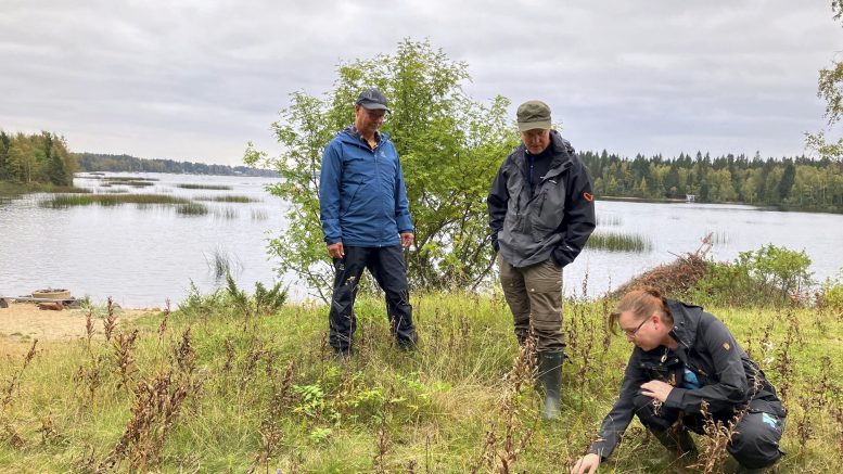 Heikki Aarnipuro (vas.), Kari Kaleva ja Päivi Virnes tutkailemassa Iso-Miehikän ketoalueella, jota on avarrettu pienpuustosta. Takana näkymä Kiiminkijoen ylittävän sillan suuntaan. Kuva Auli