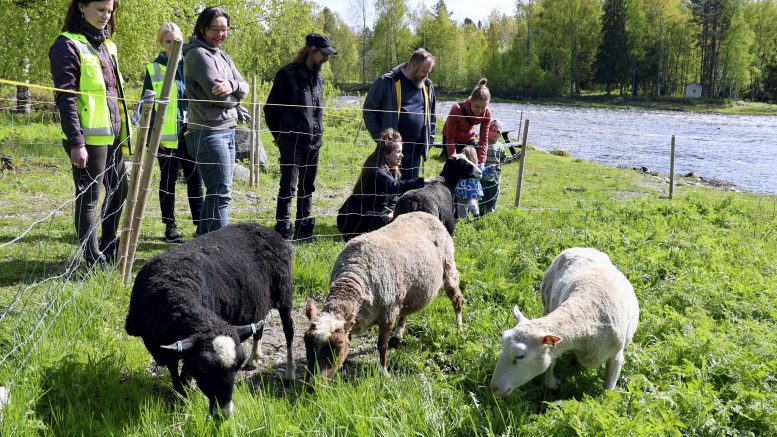 Asemakylän kyläyhdistys on vastannut jo kolmena kesänä lampaiden laidunhankkeesta Myllysaaressa. Kuva on viime kesältä, kun lampaat tuotiin Haipuksen tilalta Kiimingistä Kiiminkijokivarteen. Kyläyhdistys huoltaa myös Myllysaaren laavupaikkaa. Arkistokuva: Auli Haapala