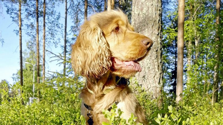 Rekisteriin on ilmoitettu noin 80 000 koiraa, eli vasta noin kymmenen prosenttia kaikista Suomessa asuvista arviolta 800 000 koirasta.