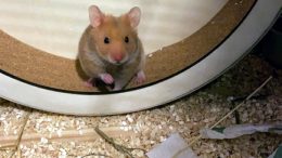Hamsteri on mukava lemmikki, jonka käsittely pitää mielellään aloittaa, kun se on pieni.