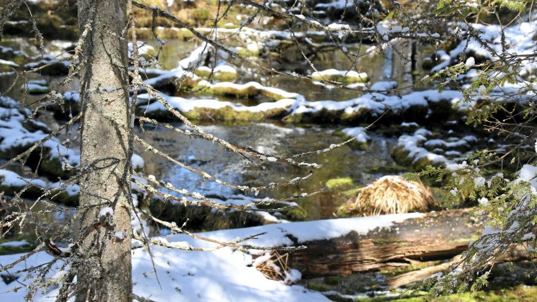 Päätöksestä valittavat tahot ovat huolissaan ainutlaatuisesta ja osin suojellusta Viinivaaran luonnosta. Kuvassa Hanganhete, johon pohjavedenotto Viinivaarasta vaikuttaisi. (Arkistokuva: Teea Tunturi)