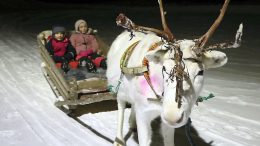 Pikku-Pete kuljetti lapsia pulkassaan Ylikiimingin seurakuntatalon pihamaalla. Tommi ja Venla Janz pääsivät ajelulle tapahtuman aluksi. Seuraavaksi he suuntasivat vanhempineen joulupolulle. (Kuva: Teea Tunturi)