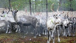 Paliskunnille koituu susien myötä merkittäviä taloudellisia tappioita. (Arkistokuva: Teea Tunturi)