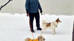 Eija Nasin mukana äänestämään lähtivät Tiko ja Martta -koirat.