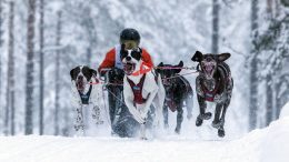 Jakkukyläläinen Tiina Hakala R-tiimin kanssa Jämin Valjakkoviestissä.