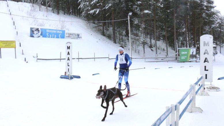 Taneli Pantsar ja Elmo-koira voittivat lauantaina SM-hopeaa koirahiihdossa.