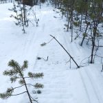 Moottorikelkalla ajamiseen urien tai reittien ulkopuolella maastossa tarvitaan aina maanomistajan lupa. Kuvan tapauksesta tiedetään varmuudella, ettei lupaa ole kysytty, ja kelkalla on vieläpä ajettu taimikossa.