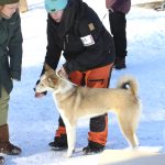 Hanne Seppänen osallistui koiransa Pihkan kanssa messuilla järjestettyihin mätsäreihin.