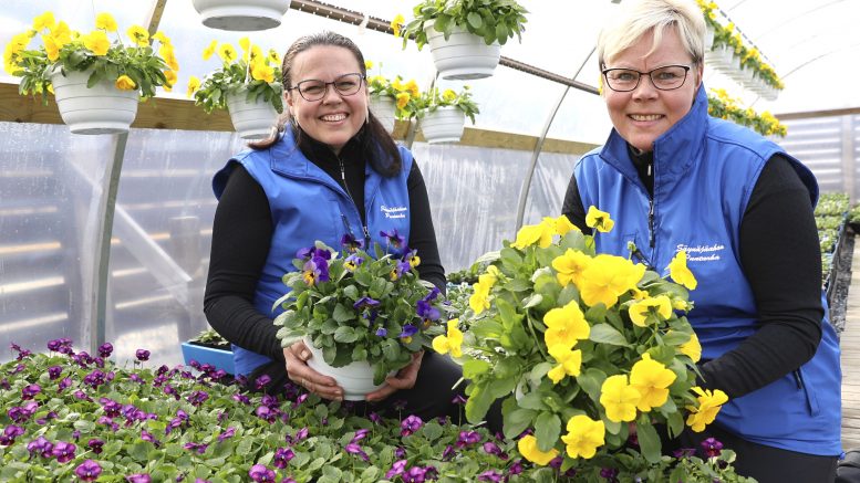 Kesäkukkakausi alkaa kylmyyttäkin kestävillä orvokeilla. Säynäjäahon puutarhalla orvokit tuotiin karaistumaan pihakasvihuoneeseen. Kuvassa yrittäjä Jaana Säynäjäaho (oik.) ja puutarhuri Anu Niemelä. Kuva: Auli Haapala