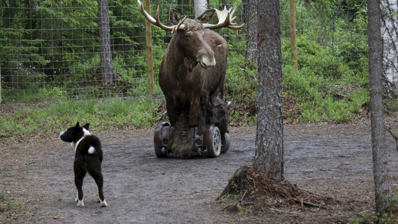 Kesätapahtumassa Vilja-koirakin kävi aitauksessa treenaamassa haukkua Köpi-hirven kanssa. Vilja haukkui Tuunasen mukaan hienosti ja Köpi piti potkuillaan huolen, ettei Vilja tule liian liki.