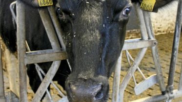 Rotujakauma siirtyy kaiken aikaa kohti kuvassakin näkyvää holsteinia. Holsteinia on jo peräti 62,7 prosenttia lehmistä. Sille on ominaista korkea tuotos ja hyvä rakenne. Ayrshireä on enää 34,7 prosenttia lehmistä. Arkistokuva: Teea Tunturi