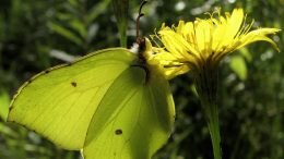 Sitruunaperhonen (Gonepteryx rhamni) kevään aikaisimpia perhosia. Kuva: J. Lång/laji.fi