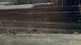 Todennäköisesti tämä sama susipari on havaittu Ylikiimingin Karahkan alueella viime viikkoina useamman kerran. Lukijankuva.