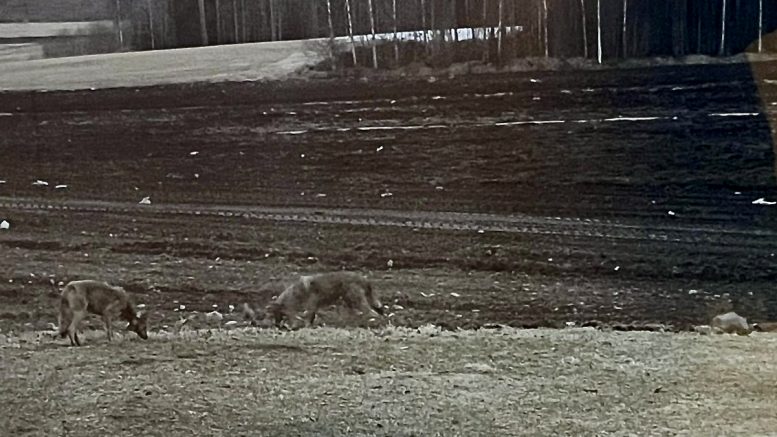 Todennäköisesti tämä sama susipari on havaittu Ylikiimingin Karahkan alueella viime viikkoina useamman kerran. Lukijankuva.
