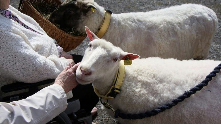 Sulotar ja Ulpukka pitävät rapsutuksista. Kuvat: Aada Alapuranen