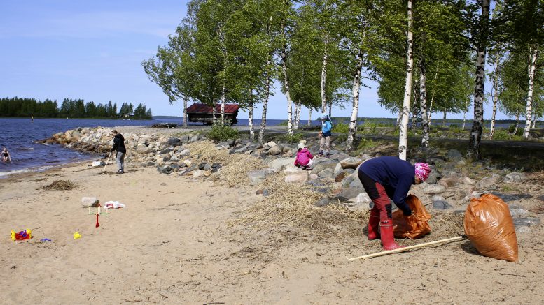 Ruokojen ja roskien keruu uimarannalta osoittautui tavallista hankalammaksi kovan tuulen takia, muutoin sää sopi talkoiluun hyvin. Etualalla kaisloja pussittavan Ojakylän kyläyhdistyksen puheenjohtajan Jaana Pakasen mukaan kaikki suunnitellut työt saatiinkin tehdyiksi. Kuvat: Ritva Piri